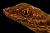 Water anole (Anolis aquaticus) head portrait, from the wild, La Libia, Costa Rica.