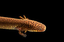 Lesser siren salamander (Siren cf. intermedia), originally from a tributary of the Choctawhatchee River in Florida. This is an undescribed species and is new to science. Captive.