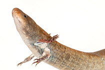Greater siren salamander (Siren lacertina), Santa Fe Community College Teaching Zoo, Gainesville, Florida, USA. Captive.