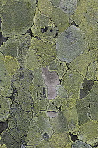 Map lichen (Rhizocarpon geographicum)in churchyard, Capel Curig, North Wales, UK.