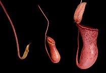 Nepenthes fusca hybrid (Nepenthes fusca x Nepenthes robcantleyi) pitcher in different stages of development, studio environment, composite.
