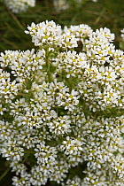 Common scurvy grass (Cochlearia officinalis) Port Isaac, Cornwall, April.
