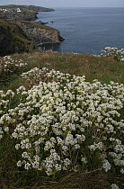 Common scurvy grass (Cochlearia officinalis) on cliff top, Port Isaac, Cornwall, UK, April.