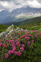 Alpenrose (Rhododendron ferrugineum), Alps, Switzerland, June.
