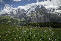 Bistort (Polygonum bistorta), Alps, Switzerland, June.