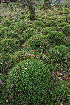 Common haircap moss (Polytrichum commune) Snowdonia, Wales, UK.