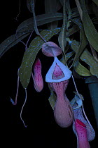 Nepenthes fusca hybrid (Nepenthes N.fusca x N.robcantleyi),  Fluorescing under UV light, studio environment.