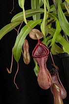 Nepenthes fusca hybrid (Nepenthes fusca x Nepenthes robcantleyi), visible light, studio environment.See also image 01717738 which shows the same plant in UV light.