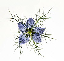Love in a mist (Nigella damascena), pressed flower on light panel, studio environment. See also image 01717740 which shows the same plant with the image inverted.