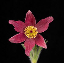 Pasque flower (Pulsatilla vulgaris), visible light, studio environment. See also image 01717743 which shows the same plant in UV light.