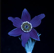 Pasque flower (Pulsatilla vulgaris), fluorescing under UV light, studio environment. See also image 01717742 which shows the same plant in visible light.