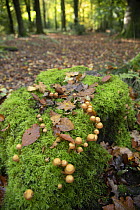 Sheathed woodtuft (Kuehneromyces mutabilis) in 'fairy ring' on rotting mossy wood, Surrey, UK, October.
