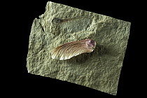 Maple seed (Acer sp.) fossil from the Oligocene period (c. 30 million years old), compared with modern day seed from tree of a similar species (Acer japonicum), studio environment.
