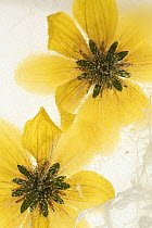 Beggarticks (Bidens sp.) flowers, encased in ice, studio environment.