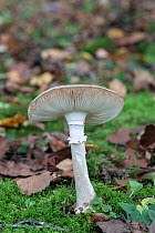 Deathcap (Amanita phalloides), one of the deadliest fungi, Sussex, UK, October, focus stacked.