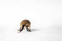 Rakali (Hydromys chrysogaster) rescued female pup walking away, portrait, Worrolong, Australia. Captive.
