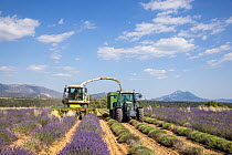 Harvester and tractor harvesting Lavender (Lavandula sp.) crop, Plateau de Valensole, Provence, France. July, 2022.