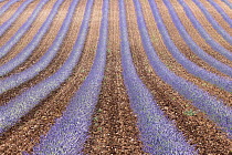 Lavender (Lavandula sp.) field in flower, near Valensole, Plateau, Provence, France. July.