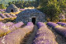 Two dry-stone bories / ancient shepherd huts in Lavender (Lavandula sp.) fields, near Sault, Provence, France. July.