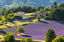 Lavender (Lavandula sp.) field in flower with farmhouse in background, near Sault, Provence, France. July.