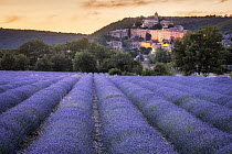 Lavender (Lavandula sp.) field in flower with the village of Banon in background at sunset, Alpes-de-haute-Provence, France. July, 2022.