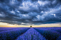 Lavender (Lavandula sp.) field under a stormy sky at sunset, Plateau de Valensole, Provence, France. July.