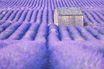 Stone barn in Lavender (Lavandula sp.) field, Plateau de Valensole, Provence, France. July.