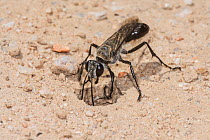 Club wasp (Sphex bilobatus) female, excavating an underground nest chamber in sand, Peak Charles National Park, north-west of Esperance, Western Australia.