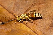 Paper wasp (Ropalidia romandi) drinking water on a leaf, Paluma National Park, Queensland, Australia.