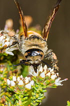 Hairy flower wasp (Pseudotrielis sp.) feeding on endemic flower (Darwinia diosmoides), Peak Charles National Park, north-west of Esperance, Western Australia.