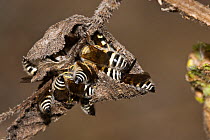 Group of Hairy flower wasps (Radumeris radula) male, sleeping in a dry leaf, Eungella National Park, Queensland, Australia.