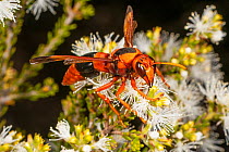 Potter wasp (Abispa ephippium) feeding on Melaleuca flowers, Peak Charles National Park, north-west of Esperance, Western Australia.