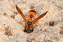 Potter wasp (Anterhynchium nigrocinctum) female, excavating an underground nest chamber in sand, Yanchep National Park, north of Perth, Western Australia.