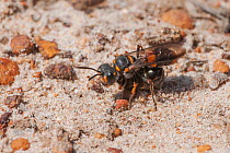 Potter wasp (Australodynerus sp.) female, delivering scarab beetle prey into an underground nest chamber where it will serve as food for the wasp larvae, Granite Peak, Western Australia.