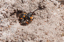 Potter wasp (Australodynerus sp.) female, exiting an underground nest chamber, Granite Peak, Western Australia.