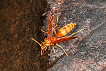 Paper wasp (Polistes balder) worker drinking water, near Kununurra, Kimberley Region, Western Australia.