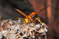 Paper wasp (Polistes balder) worker at the nest built inside a cave, near Kununurra, Kimberley Region, Western Australia.