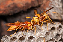Paper wasp (Polistes balder) worker and a queen at the nest built inside a cave, with eggs visible inside of the cells, near Kununurra, Kimberley Region, Western Australia.
