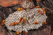 Paper wasp (Polistes balder) workers and queen at the nest built inside a cave, near Kununurra, Kimberley Region, Western Australia.