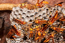 Paper wasp (Polistes balder) workers swarming over nest built inside a cave, near Kununurra, Kimberley Region, Western Australia.