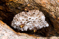 Three Paper wasp (Polistes stigma) workers at the nest built inside a cave, with larvae visible inside of the cells, Paluma National Park, north-eastern Queensland, Australia.