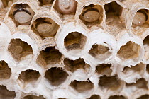 Paper wasp (Polistes stigma) nest with larvae and eggs visible in the cells, Paluma National Park, north-eastern Queensland, Australia.