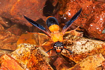 Potter wasp (Pseudabispa bicolor) collecting water to be used in building mud nest, Kata Kata Hills, Gibson Desert, Western Australia.