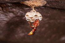 Paper wasp (Ropalidia marginata) female, founder of a colony, feeding larvae at her small nest, near Kununurra, Kimberley Region, Western Australia.