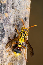 Paper wasp  (Ropalidia romandi) portrait, Expedition Range National Park, central northern Queensland, Australia.