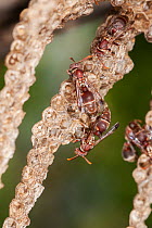 Paper wasp (Ropalidia sp.) workers at nest taking care of the brood, Kununurra, Kimberley Region, Western Australia.