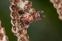 Paper wasp (Ropalidia sp.) worker at the nest feeding larvae, Kununurra, Kimberley Region, Western Australia.