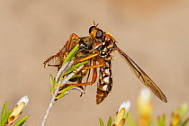 Wasp-mimicking robber fly (Chrysopogon albopunctatus) feeding on Common honeybee (Apis mellifera) prey, Peak Charles National Park, north-west of Esperance, Western Australia.