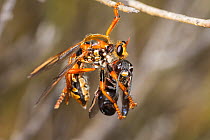 Wasp-mimicking robber fly (Chrysopogon albopunctatus) feeding on bee prey, Peak Charles National Park, north-west of Esperance, Western Australia.