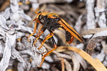 Wasp-mimicking robber fly (Chrysopogon splendidissimus) portrait, Peak Charles National Park, north-west of Esperance, Western Australia.